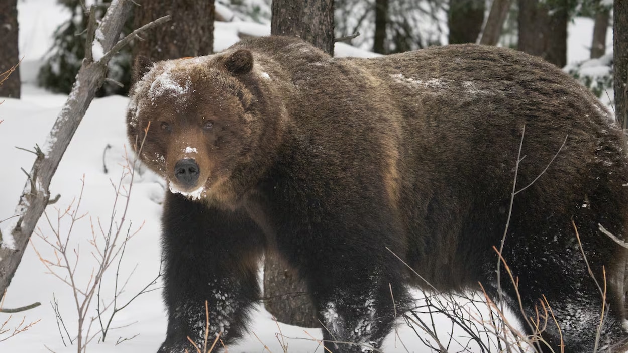 Le Boss, l’ours légendaire de Banff, s’est réveillé