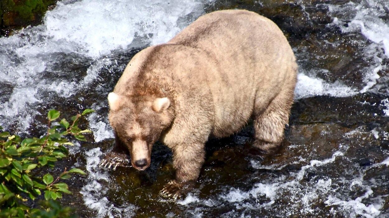 Un ours très gras dans une rivière.