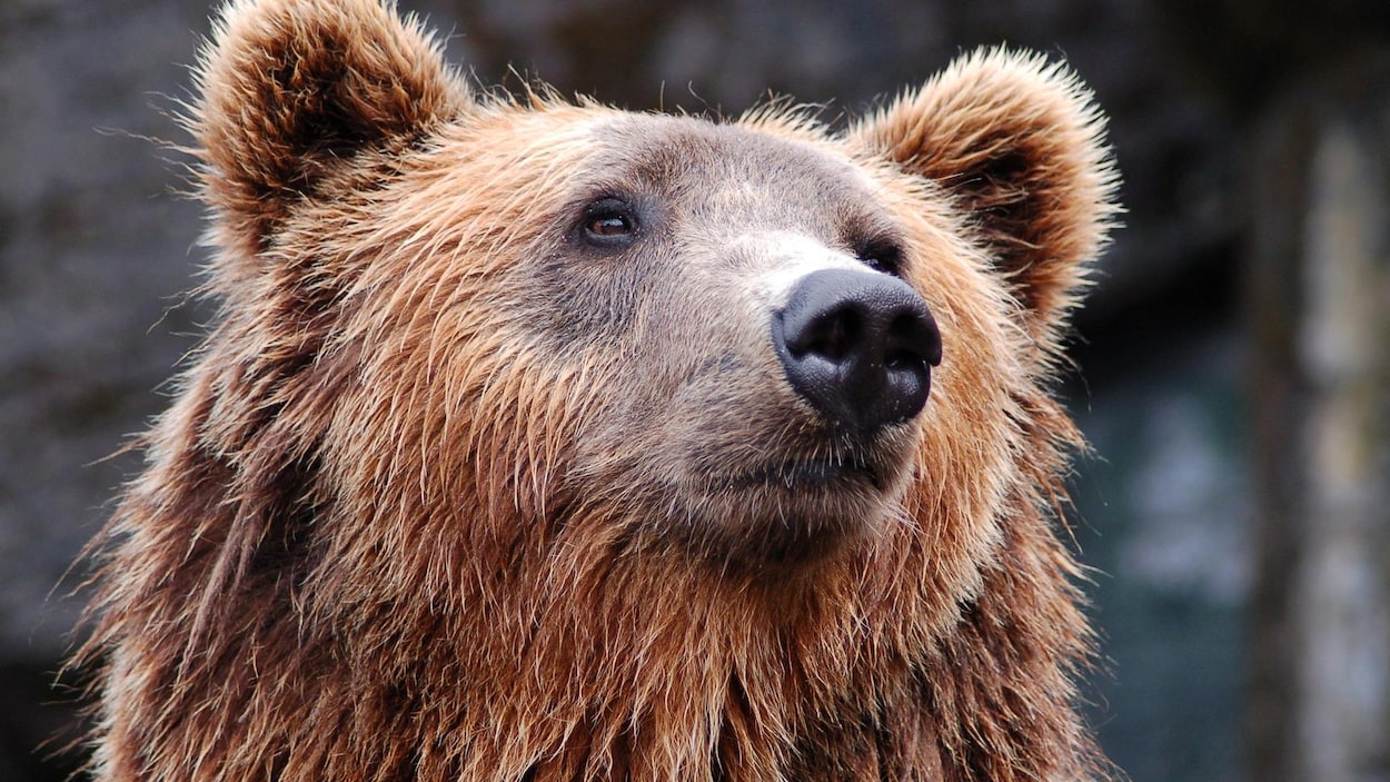 Une tête d'ours.