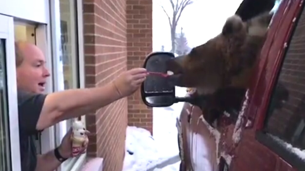 Un ours qui mange une crème glacée. Un ours qui mange une crème glacée.