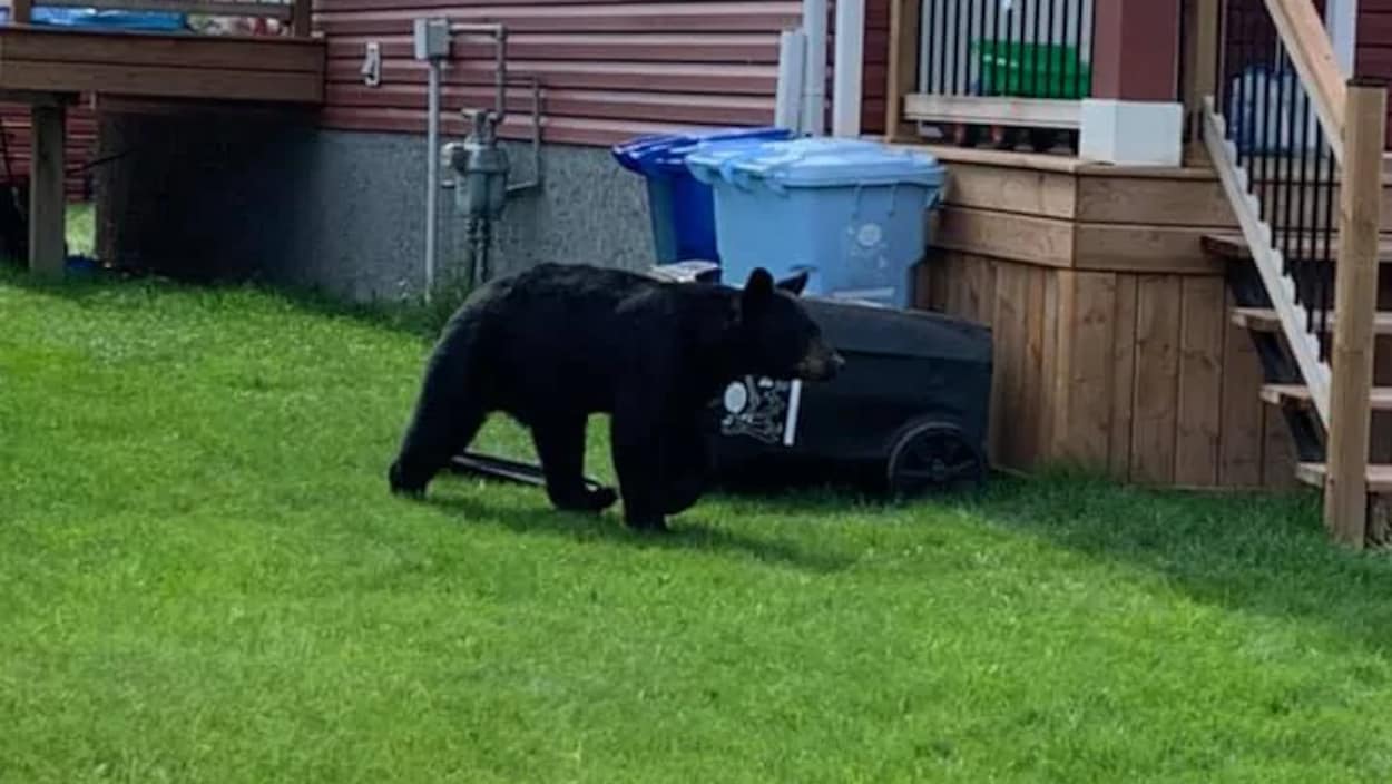 Un ours noir marche dans la cour arrière d'une maison. Près de lui une poubelle est renversée.