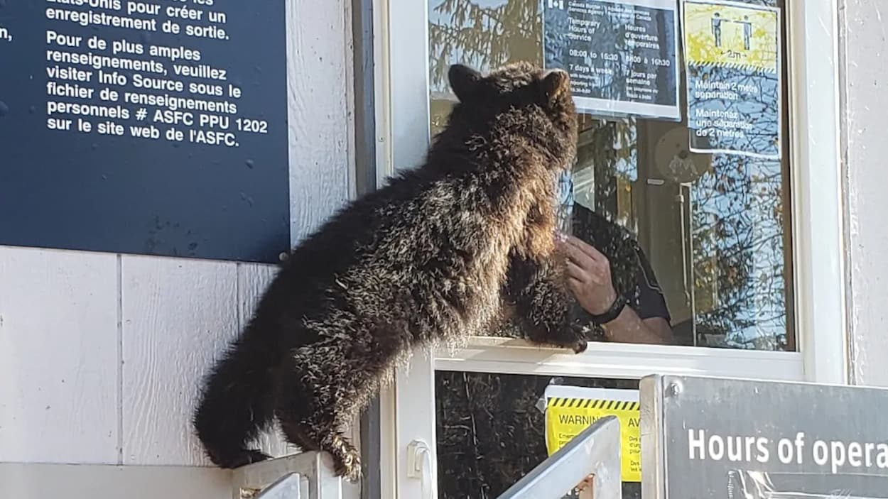 L'ours regarde par la fenêtre d’un agent frontalier.