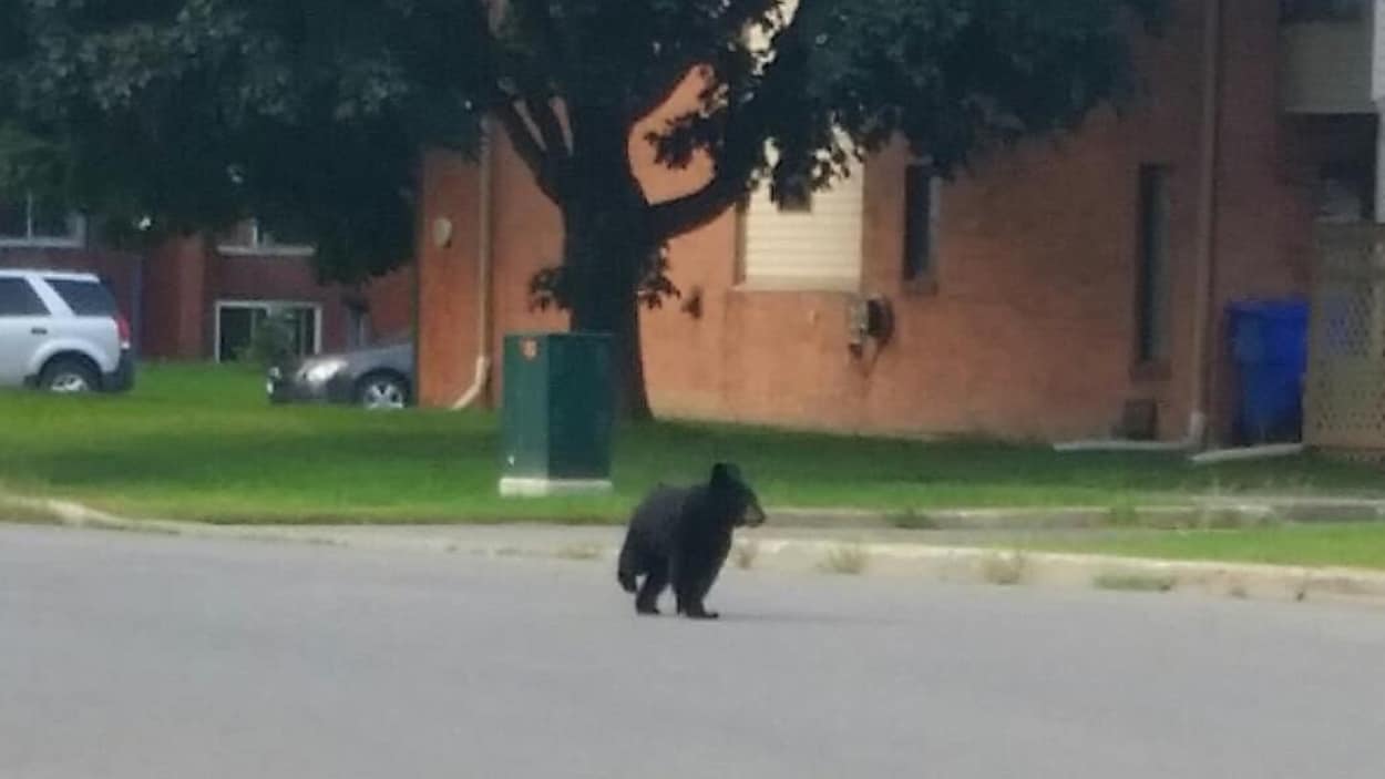 Un ours noir marche dans une rue devant un édifice.