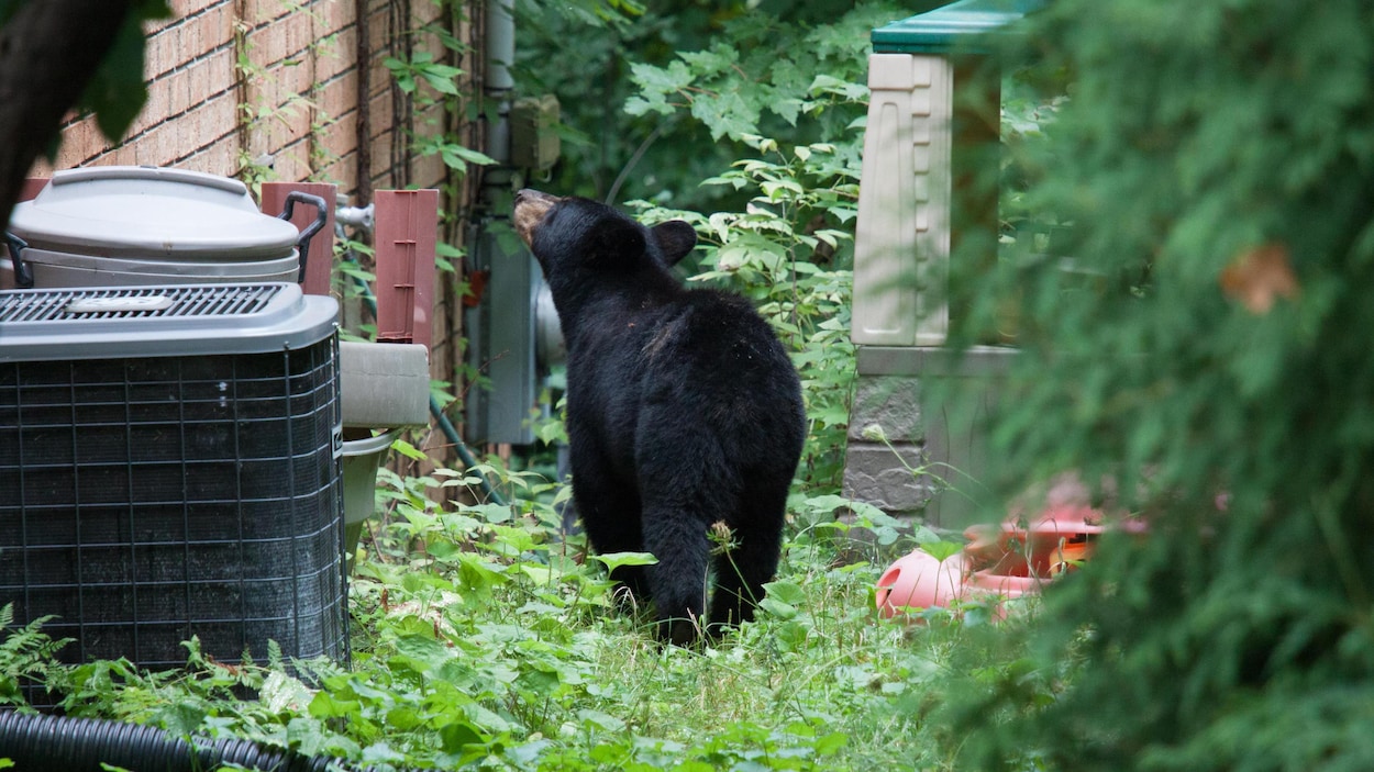 Un ours noir dans une cour résidentielle