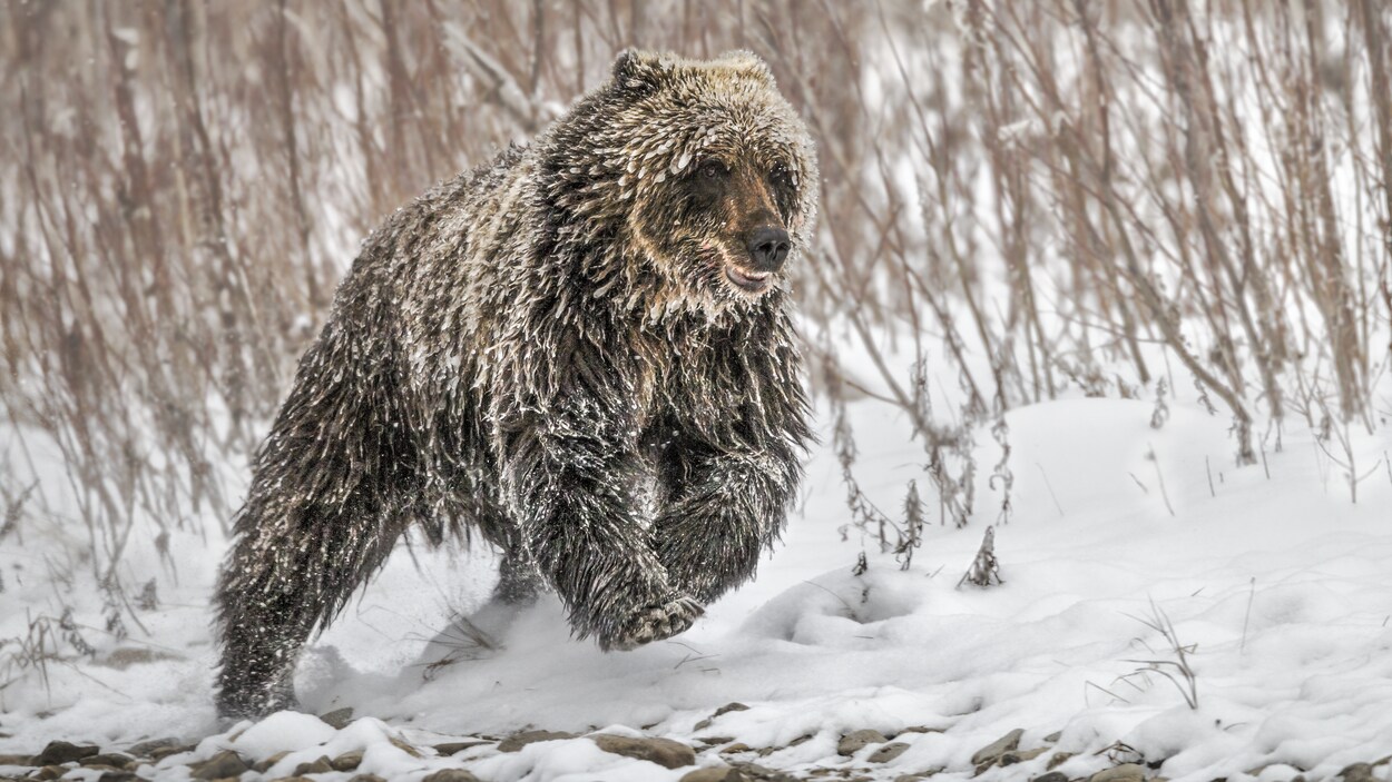Un ours grizzli court dans la neige.