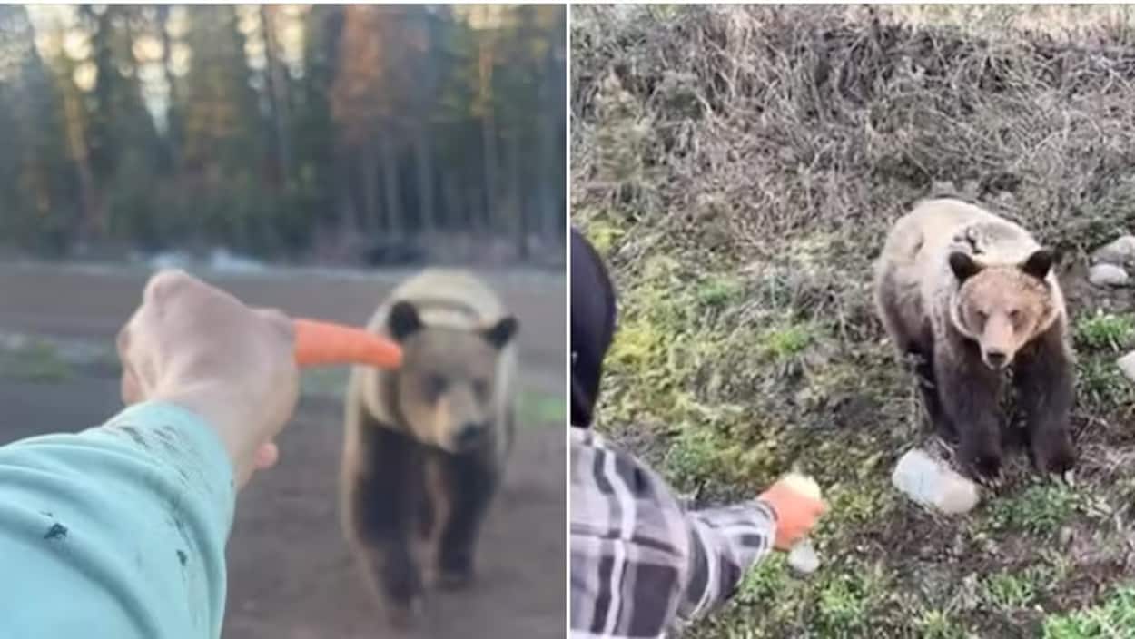 Une série d’interactions entre ours et humains en Colombie-Britannique
