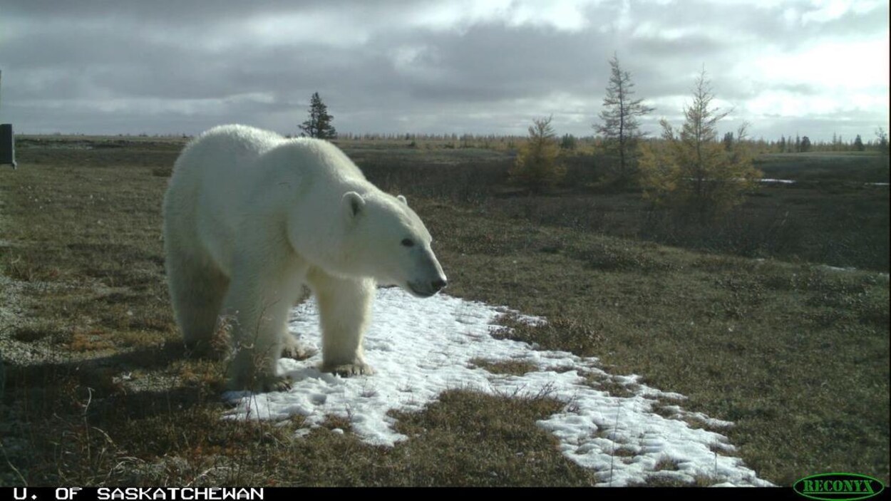 Un ours polaire