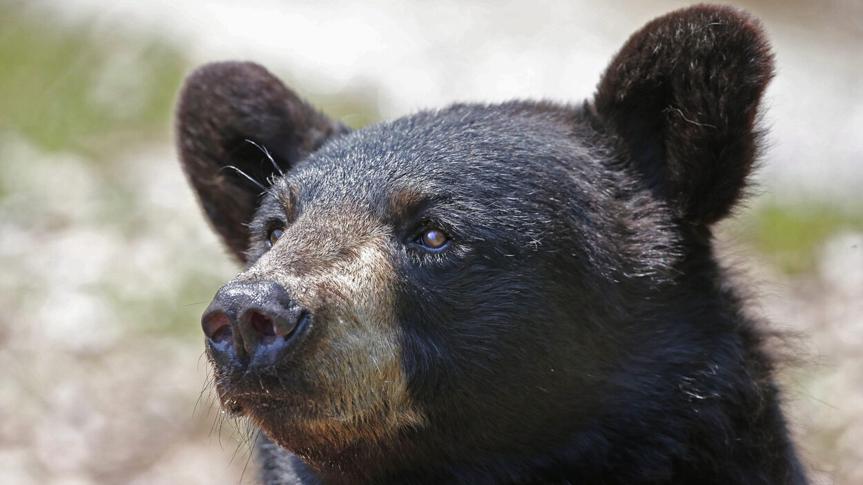 Ours noir en captivité.
