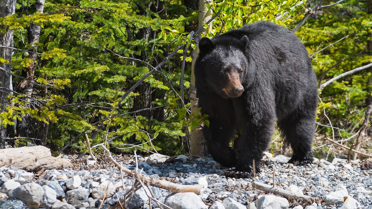 Un ours noir, sur des roches