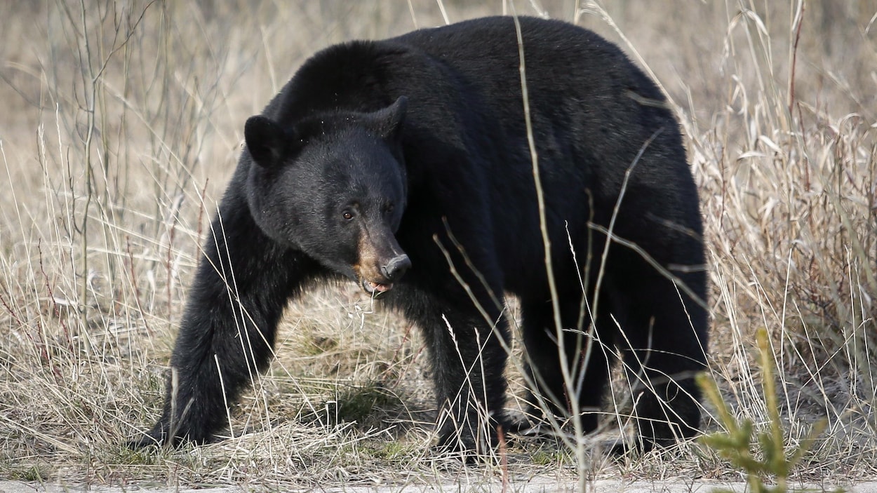 Le nombre d’ours noirs tués par les agents de conservation au plus bas depuis 15 ans