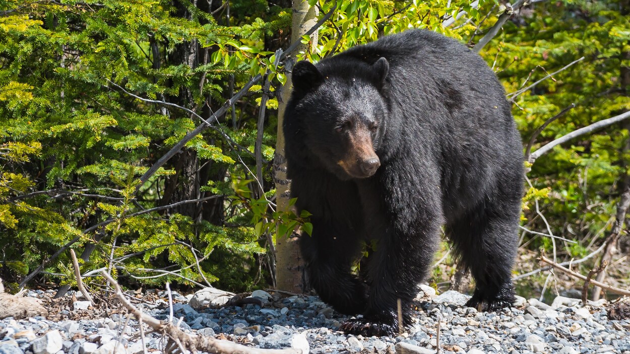 La cohabitation des êtres humains et des ours en Alberta et en  Colombie-Britannique