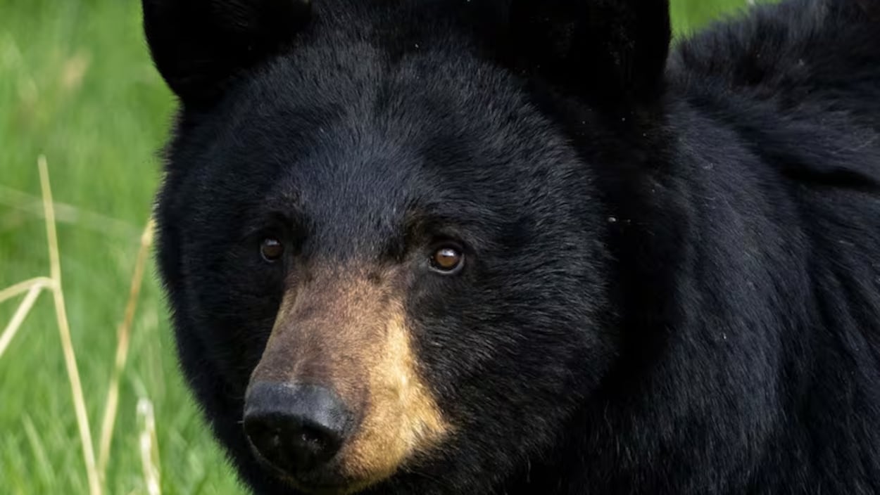 Un ours rôde près de la piste cyclable de Lebel-sur-Quévillon