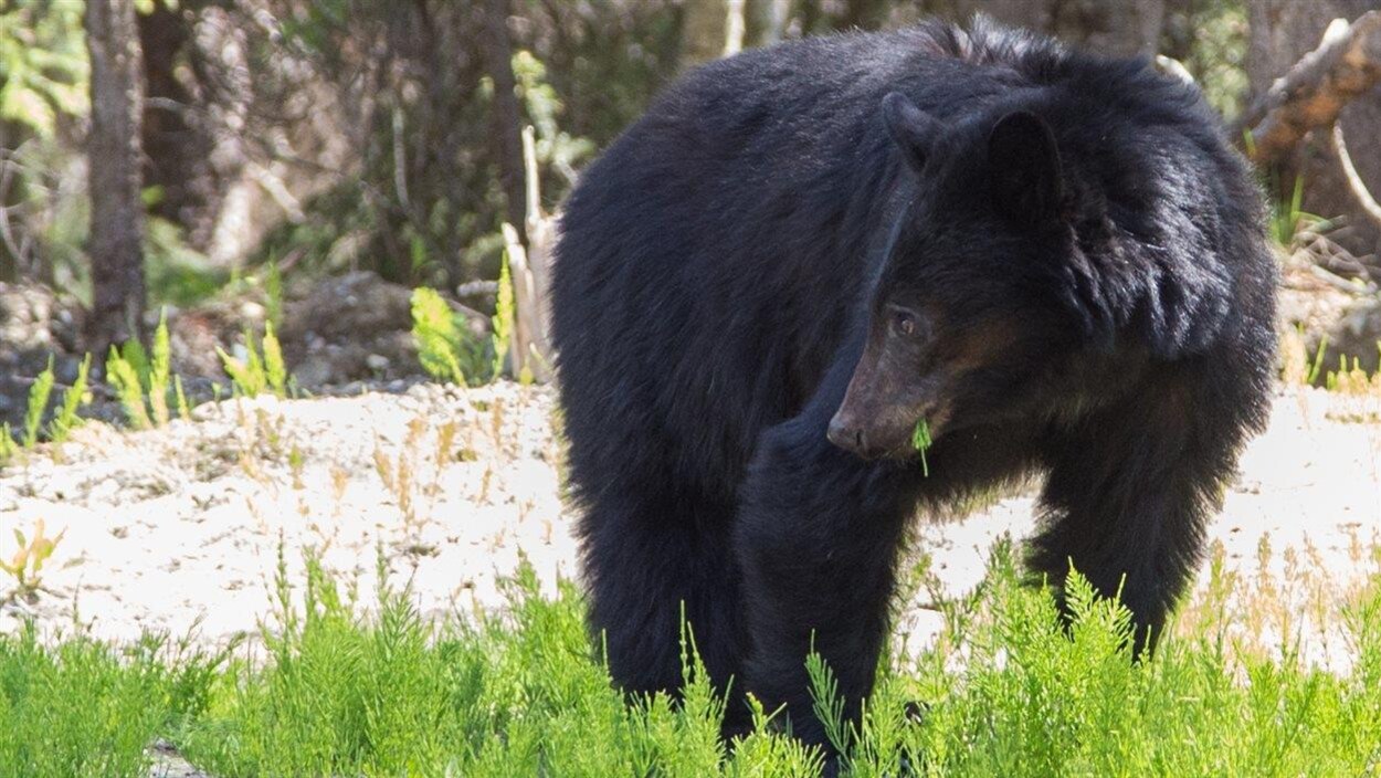 Un ours machouille un brin d'herbe et regarde vers la gauche.