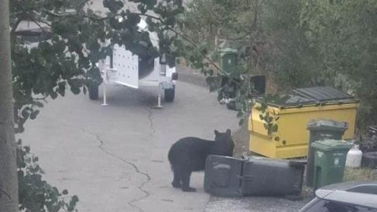 Un deuxième ours noir abattu à Yellowknife