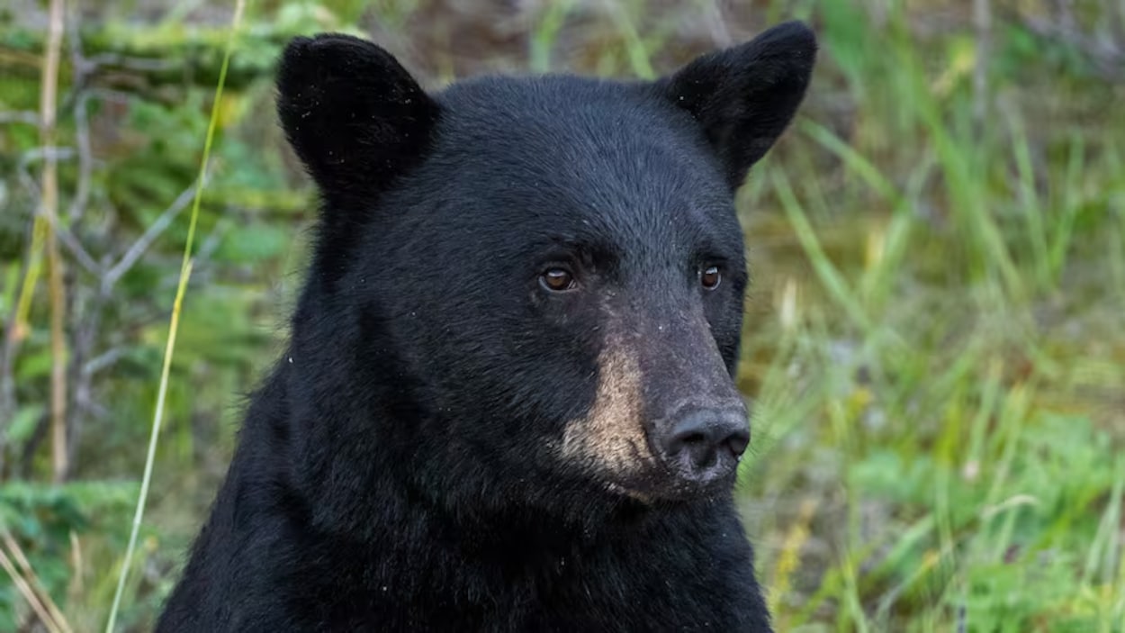 La chasse à courre de l’ours noir est de nouveau autorisée en Alberta