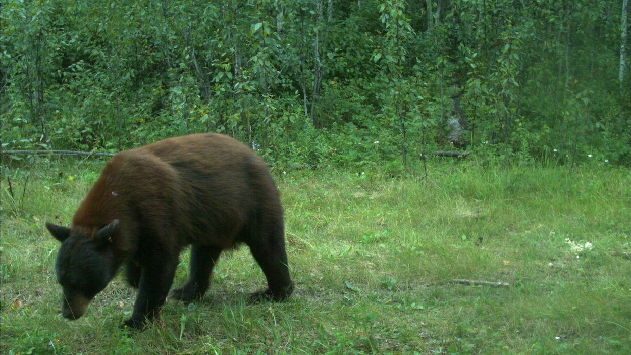 Cohabiter avec les ours noirs au parc national Elk Island