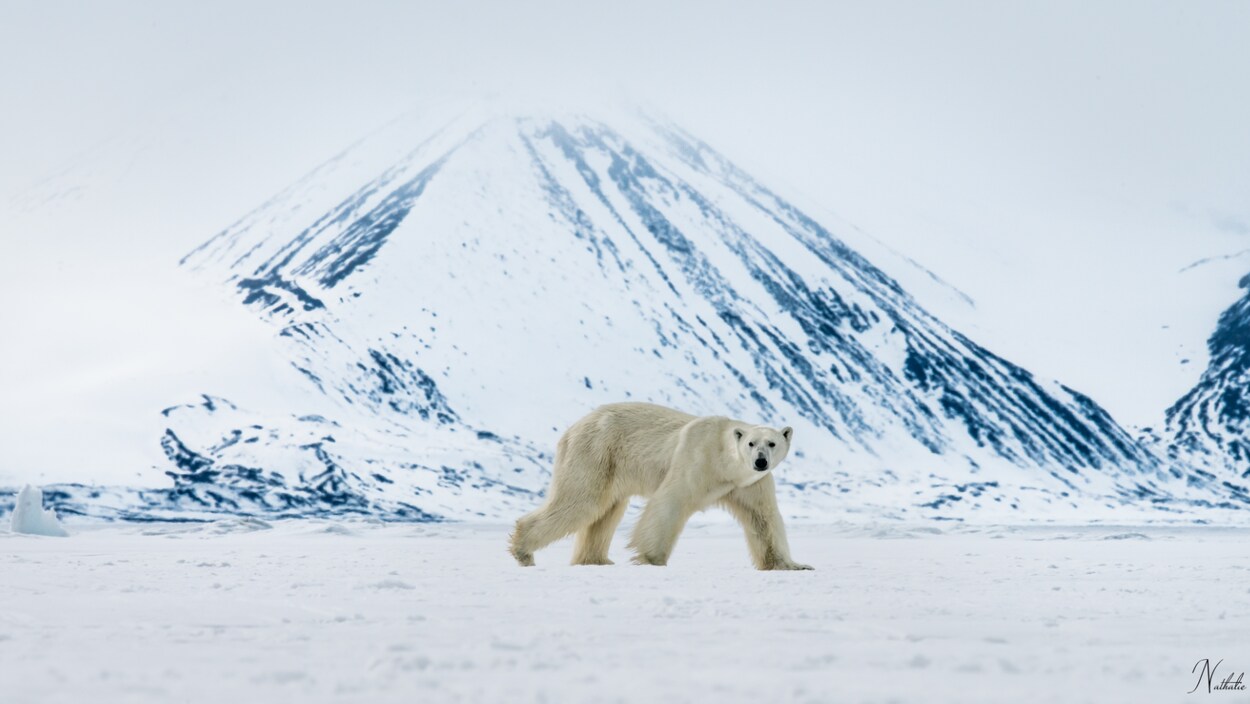 Un ours blanc sur la banquise. En arrière-plan, les montagnes se dessinent.