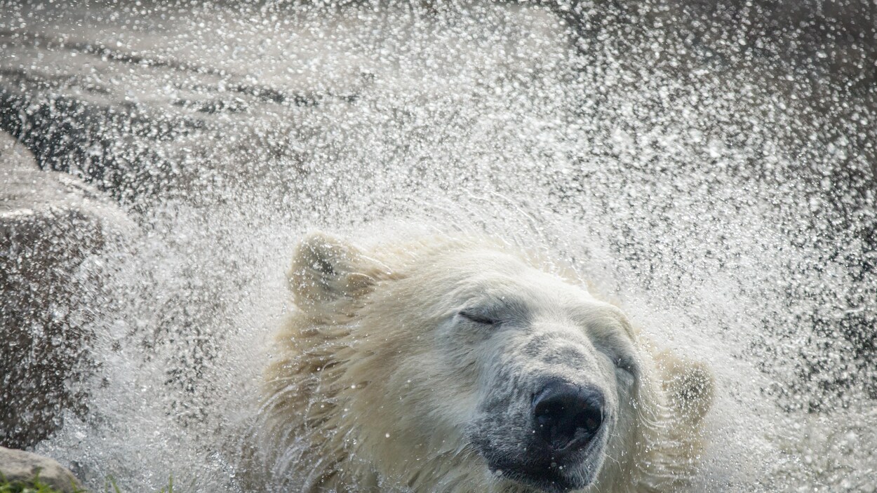 Un ours polaire en captivité.