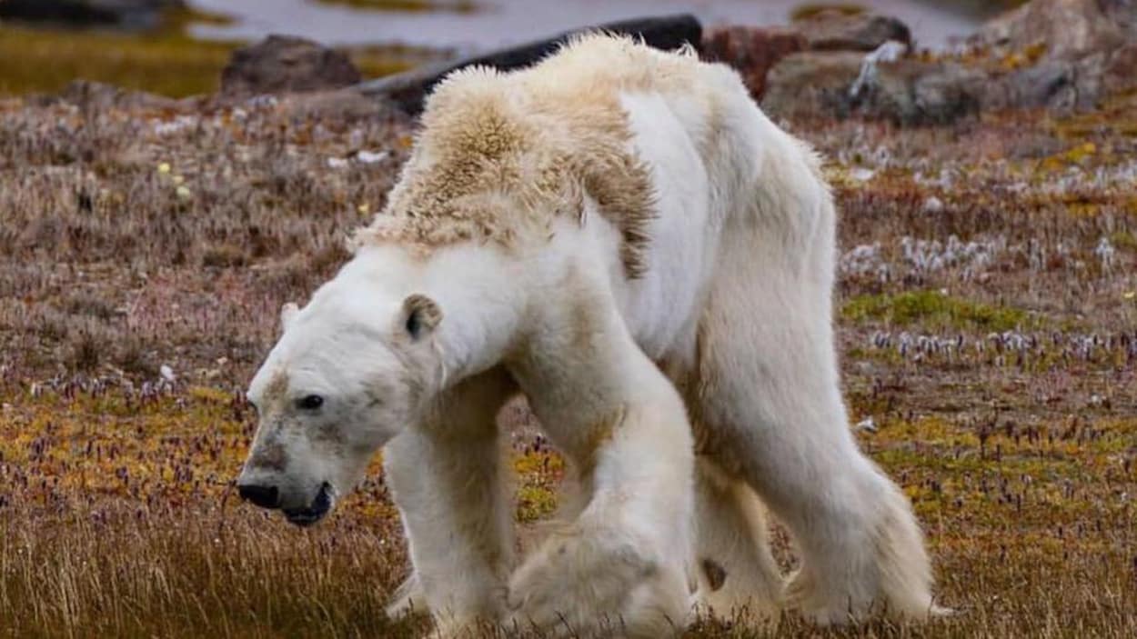 La vidéo d'un ours polaire émacié filmée par un Canadien devient virale.