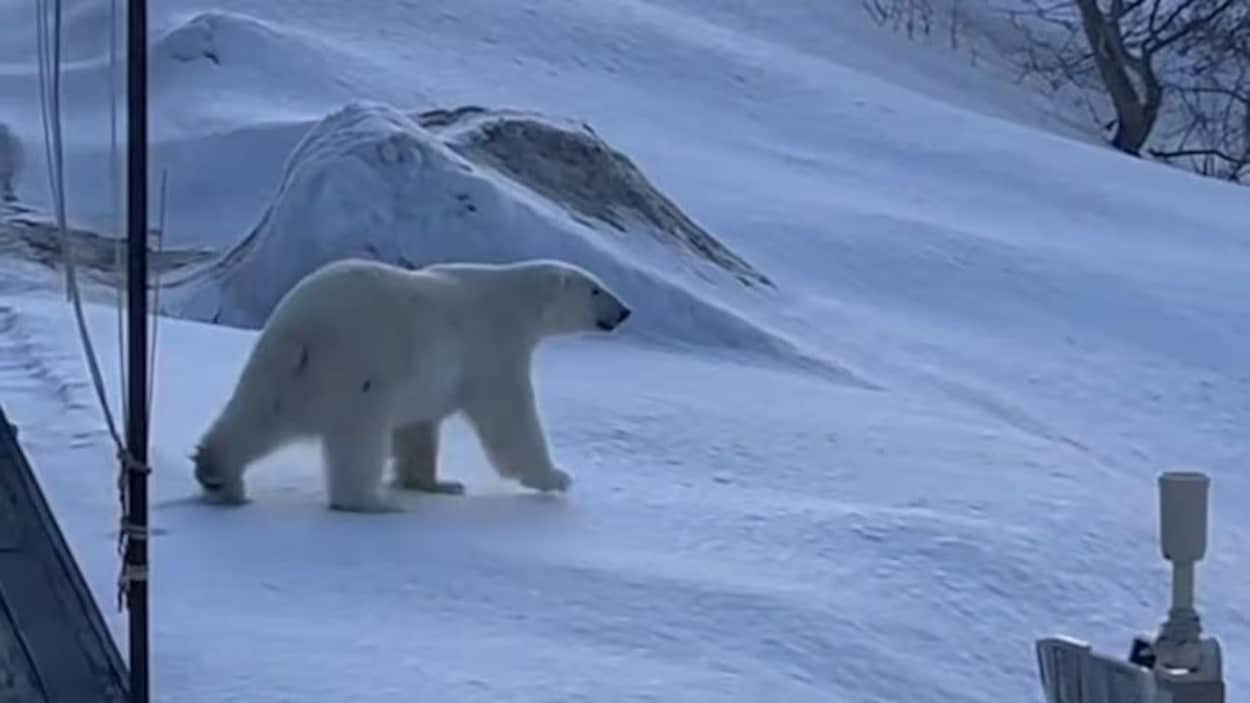 Des ours polaires ont été vus sur l’île de Terre-Neuve
