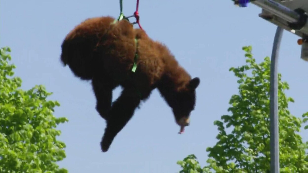 L'ours attaché à des cordes est suspendu en l'air pendant que les pompiers le redescendent de l'arbre à l'aide de leur grande échelle.