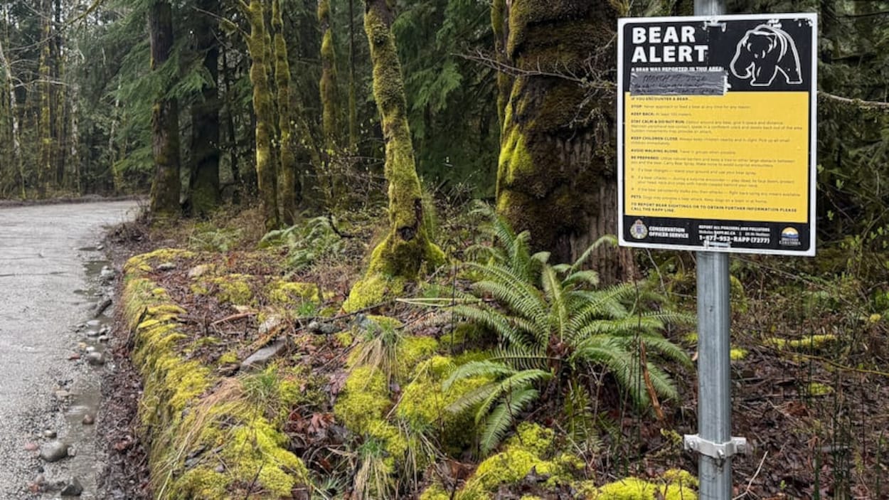 Un ours noir feint une attaque pour éloigner deux randonneurs à Squamish