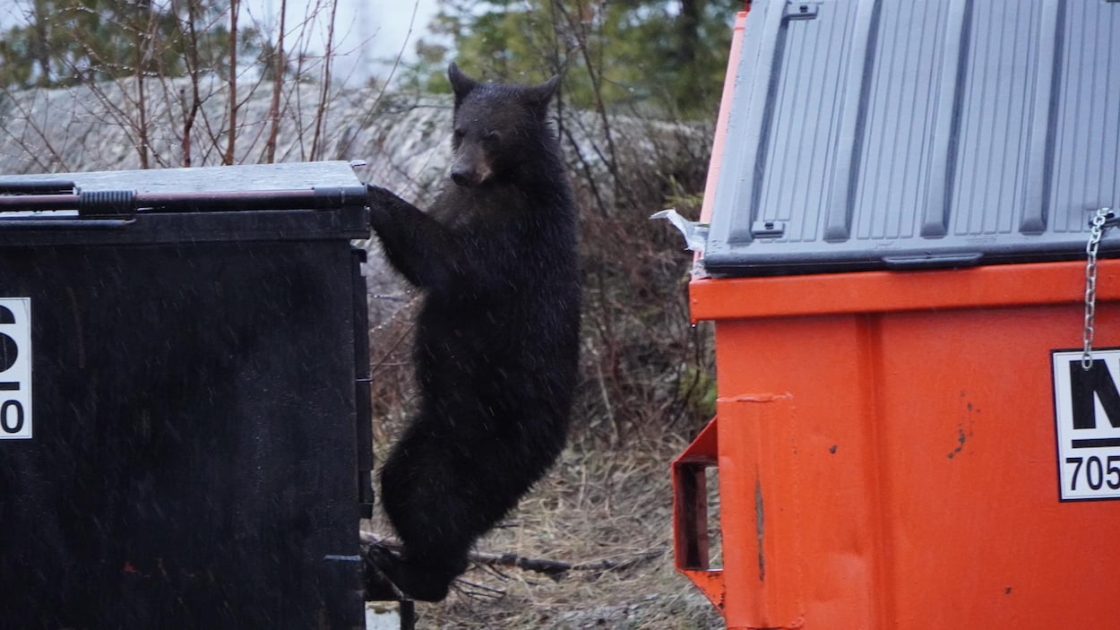 Il se fait attaquer par un ours