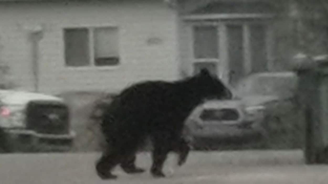 Un ours noir abattu à Yellowknife