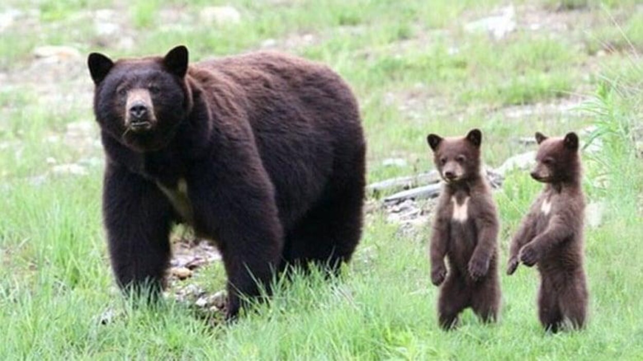 Vue d'une ourse avec ses deux oursons debout à côté d'elle.