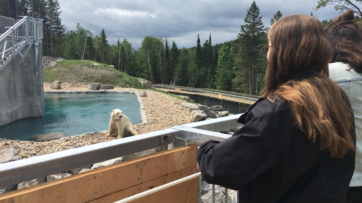 Des gens qui observent un ours polaire.