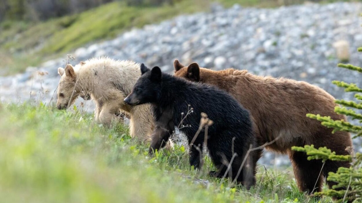 Un ourson blanc, un ourson noir et une oursonne au pelage brun marchent dans leur milieu naturel.
