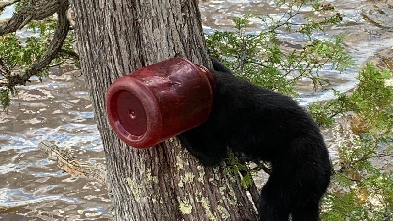 Un ourson sur un tronc d'arbre avec un pot de plastique sur la tête.