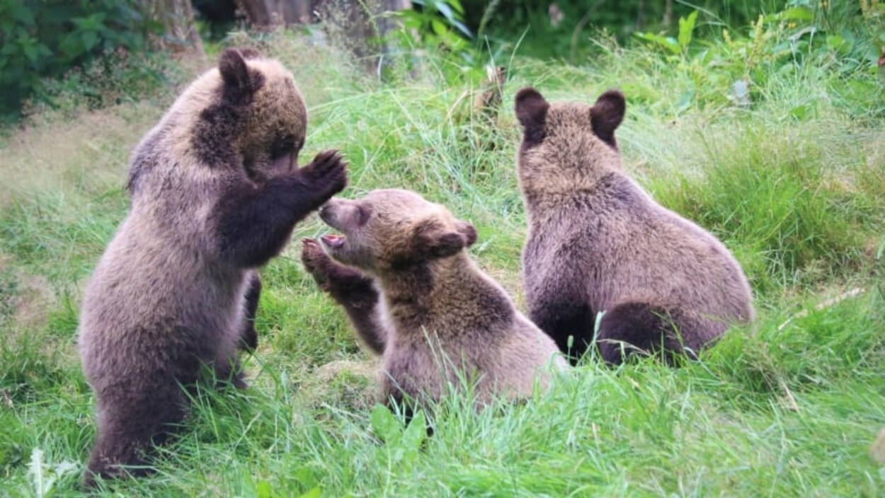 Les trois bébés grizzlis au zoo du Grand Vancouver.