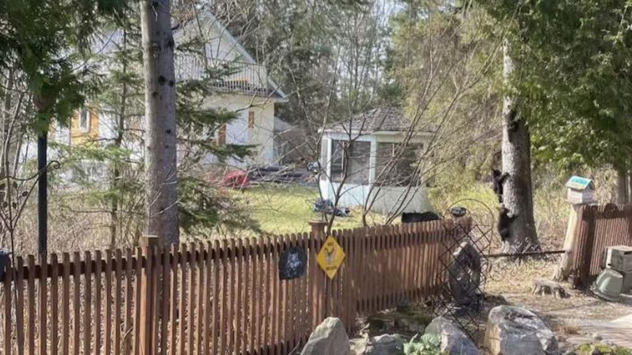 Les nouveaux bacs à ordures de Thunder Bay résisteront-ils aux ours ?