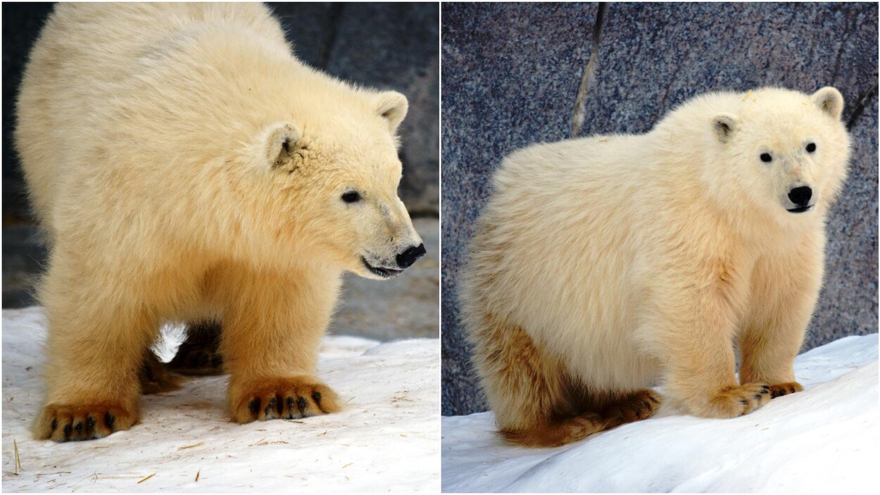 Deux bébés ours polaires. Deux bébés ours polaires.
