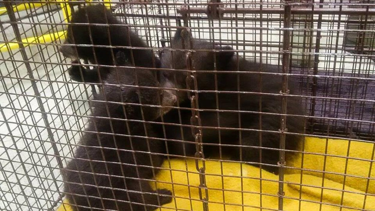 Image des trois oursons dans une cage Image des trois oursons dans une cage