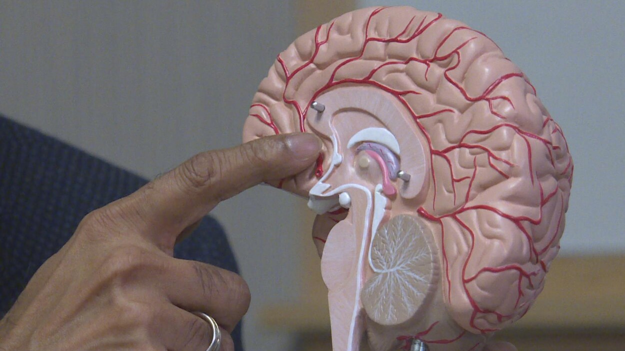 Une maquette de cerveau en plastique.
