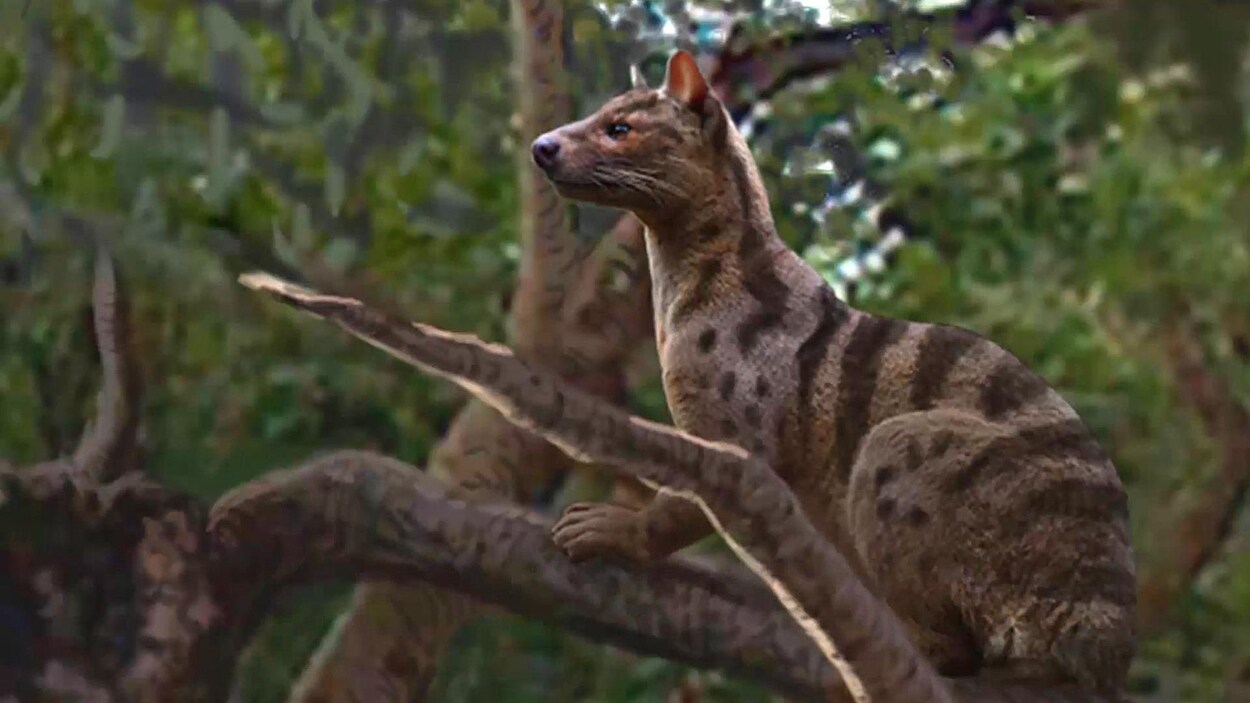 La bête avait à peu près la taille du lynx roux, qui vit actuellement en Amérique du Nord. La bête avait à peu près la taille du lynx roux, qui vit actuellement en Amérique du Nord.