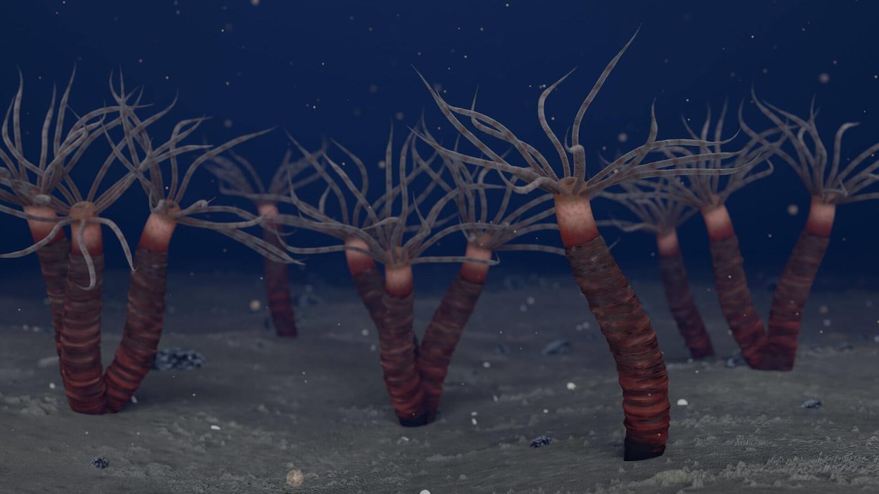 Des fossiles d’une espèce ancienne de méduses découverts près de Québec