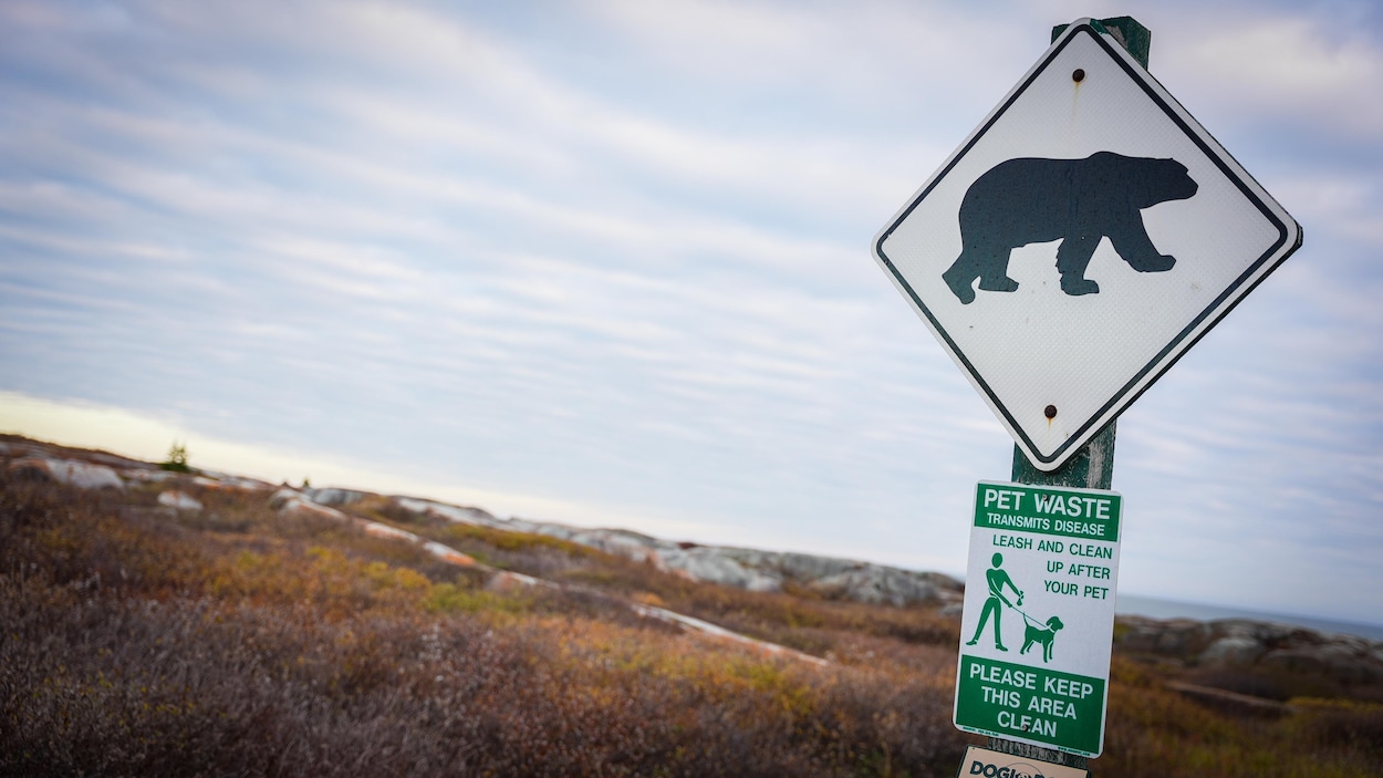 Un pagayeur a tué un ours polaire dans le nord du Manitoba