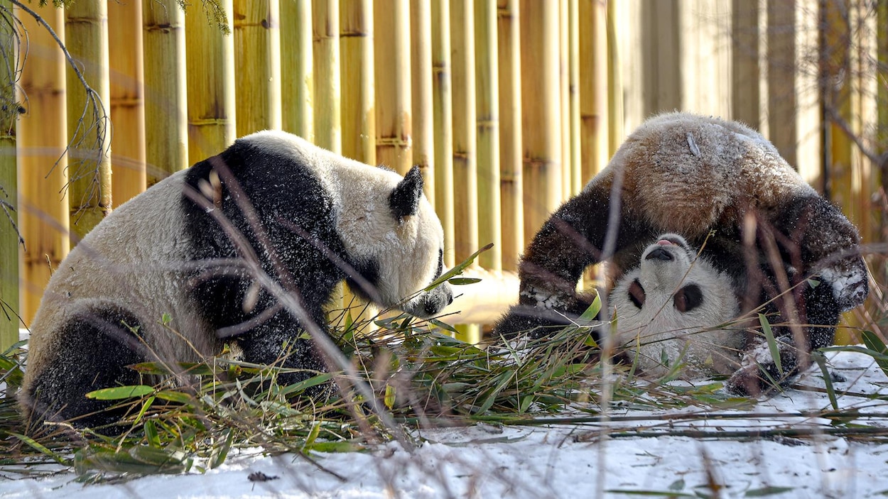 Deux jeunes pandas.