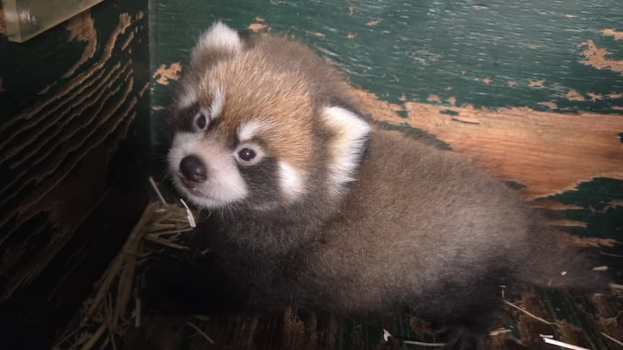 Le bébé panda roux du zoo du parc Assiniboine fait ses premiers pas hors de sa cabane