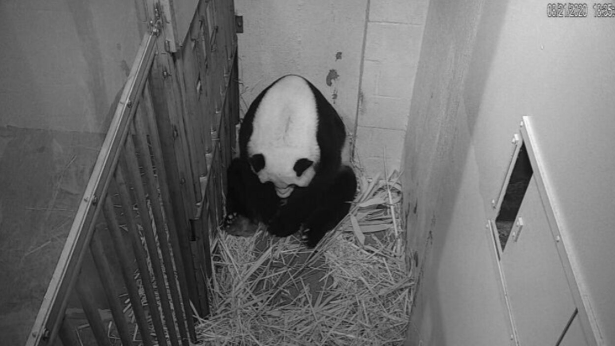 Un enclos d'un panda femelle.