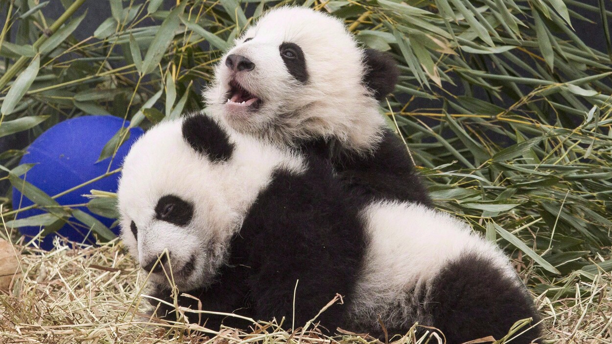 Photo des pandas Jia Panpan et Jia Yueyue qui jouent l'un sur l'autre.