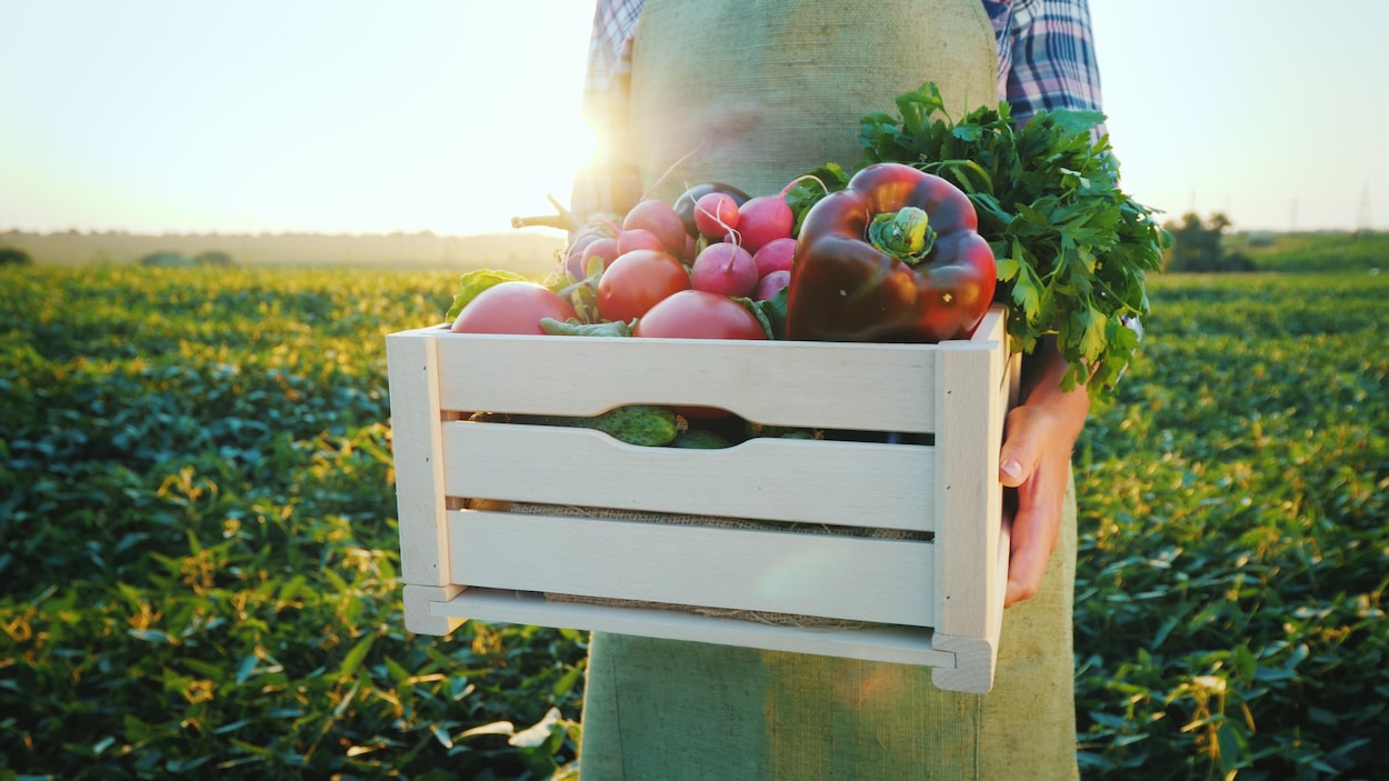 Une personne tient une boîte remplie de légumes dans un champ.