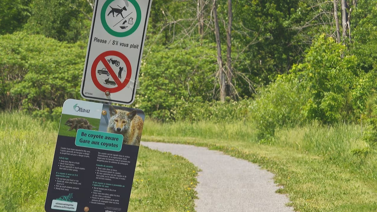 Attaque de coyote : le sentier du parc Lalande à Orléans est rouvert