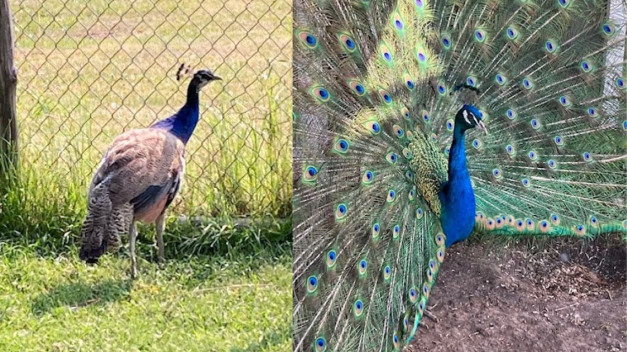 Deux paons volés à Stony Plain retrouvés sains et saufs dans un fossé