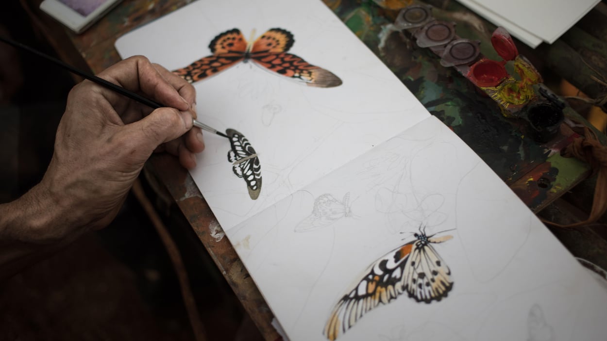Dessins du papillon.