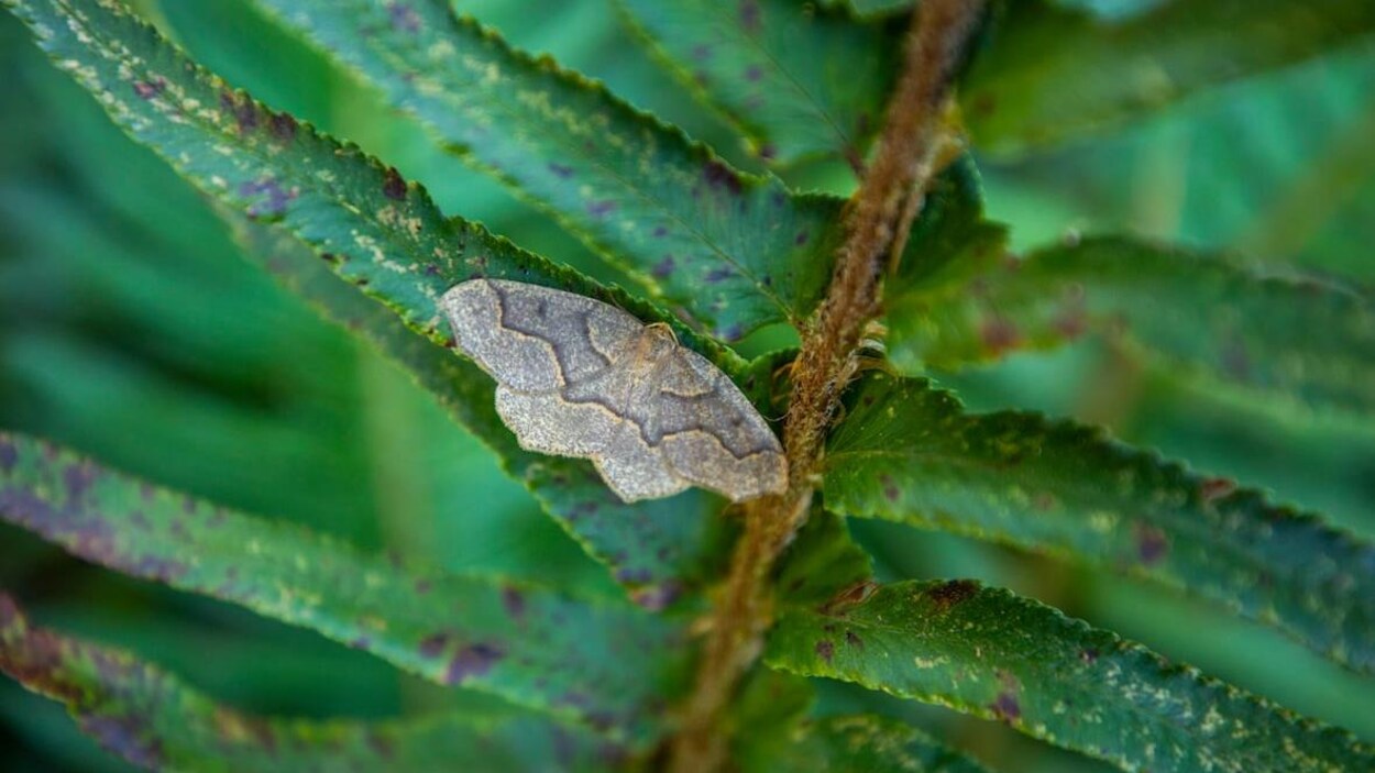 Une arpenteuse de la pruche, une espèce de papillon de nuit, se repose sur une feuille.