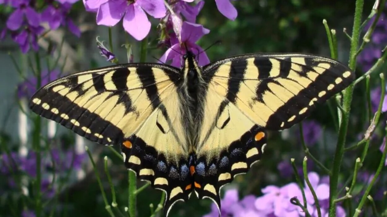 Un papillon butine une fleur.
